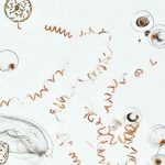 Cyanobacteria