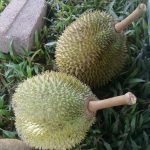 cara-memilih-durian-1.1