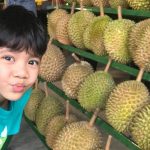 cara-memilih-durian-1.3