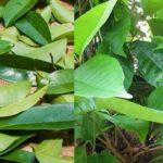 petua-sembuhkan-stroke-