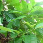 petua-sembuhkan-stroke-daun serai kayu.